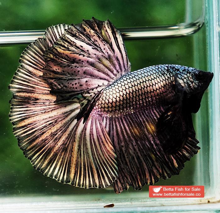 Betta fish OHM Classic Copper Gold - Image 5