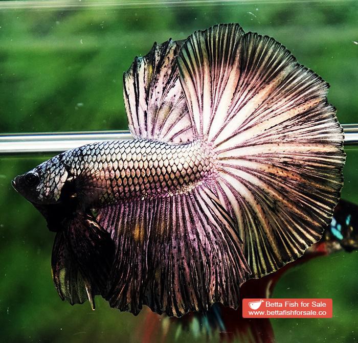 Betta fish OHM Classic Copper Gold - Image 4