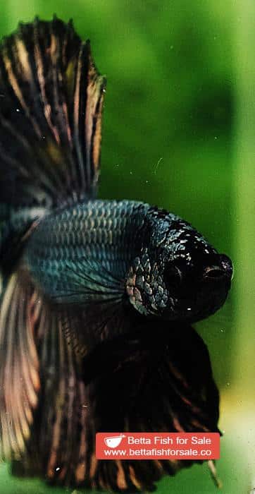 Betta fish OHM Classic Copper Gold - Image 6