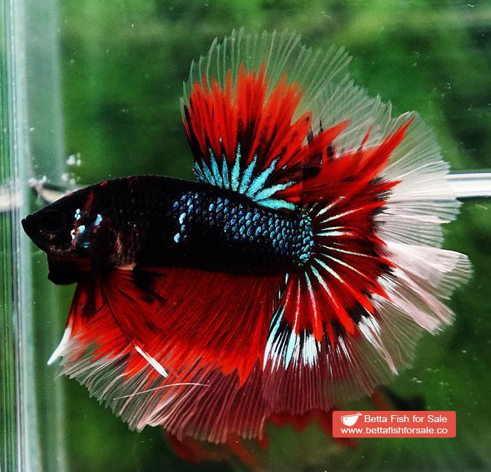 Betta fish OHM Red Blue Avatar Rosetail Sky Hawk - Image 4