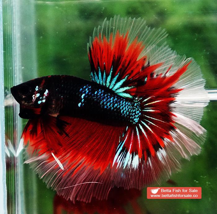 Betta fish OHM Red Blue Avatar Rosetail Sky Hawk - Image 6