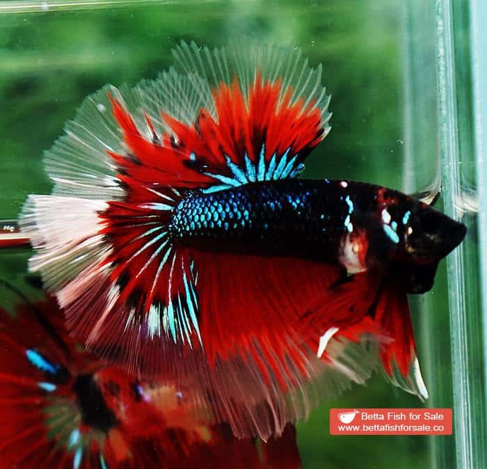 Betta fish OHM Red Blue Avatar Rosetail Sky Hawk - Image 3
