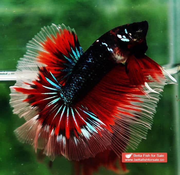 Betta fish OHM Red Blue Avatar Rosetail Sky Hawk - Image 5