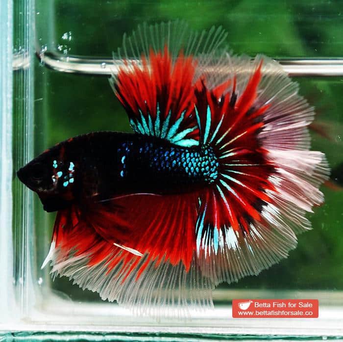 Betta fish OHM Red Blue Avatar Rosetail Sky Hawk - Image 2