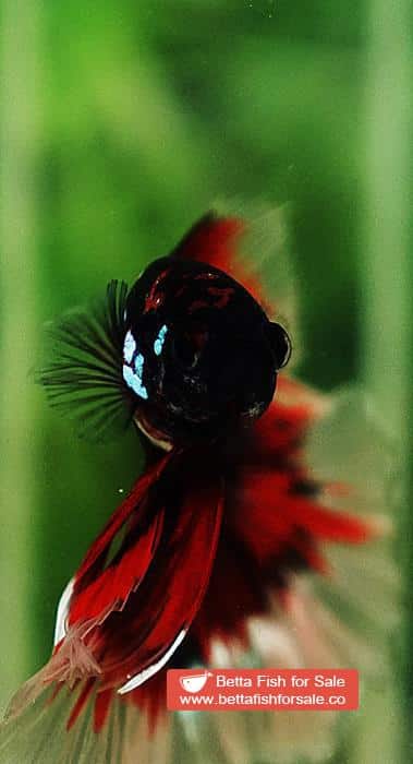 Betta fish OHM Red Blue Avatar Rosetail Sky Hawk - Image 7