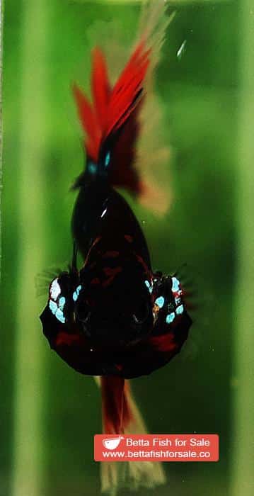 Betta fish OHM Red Blue Avatar Rosetail Sky Hawk - Image 8
