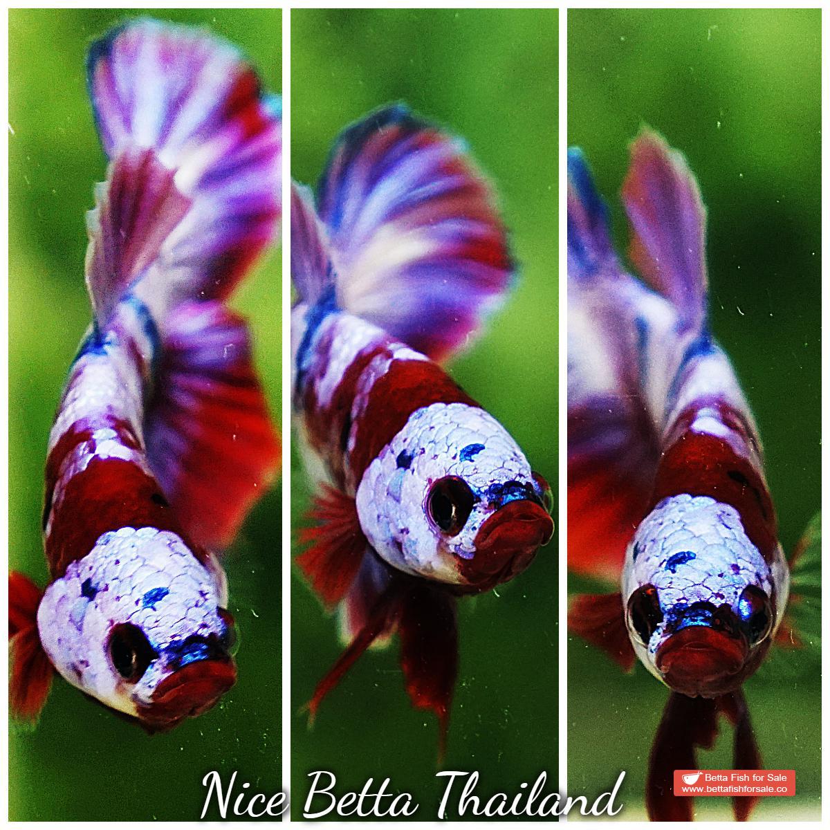 Betta fish OHMPK Prince Rainbow Red Scarf Marking