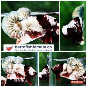 Betta fish OHMPK Copper Koi Red Scarf Marking