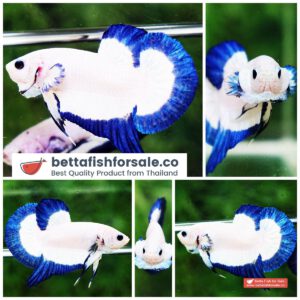 Betta fish HMPK Perfect Blue Rim