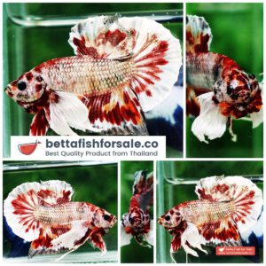 Betta fish HMPK Copper On Fire Dumbo