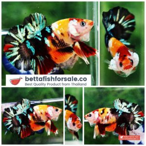 Betta fish HMPK Candy Tiger Yellow Base