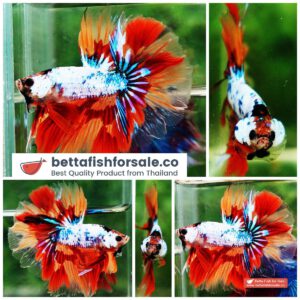Betta fish OHM Emerald Candy Sky Hawk