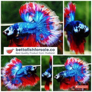 Betta fish OHM Fancy Captain America Rose tail