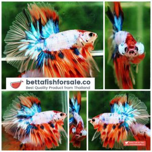 Betta fish OHM Candy Nemo Star Tail Hawk
