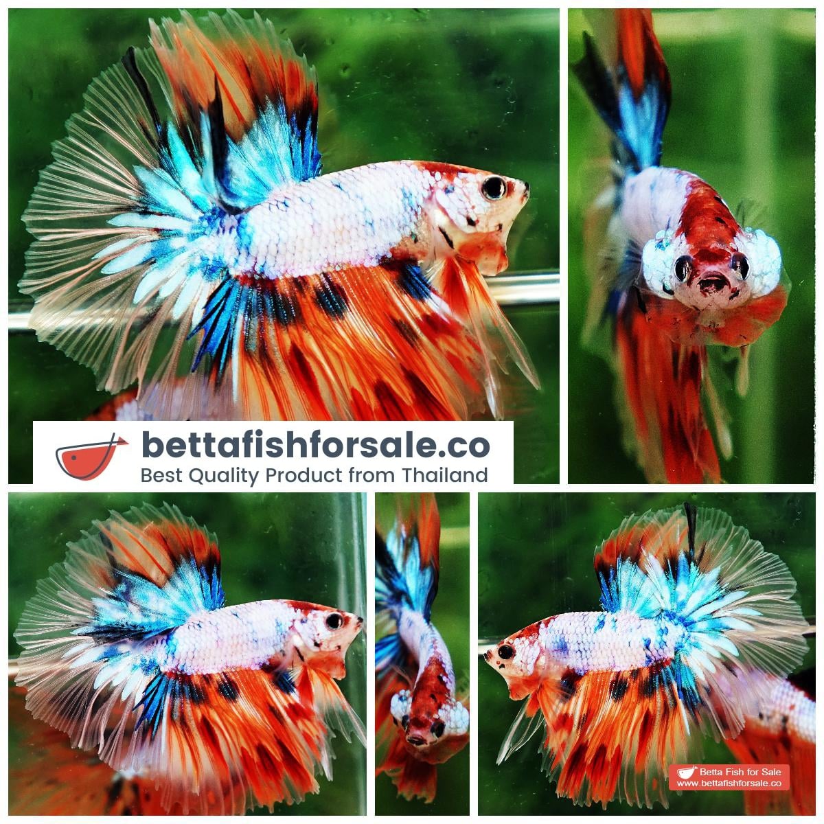 Betta fish OHM Candy Nemo Star Tail Hawk