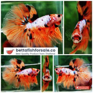 Betta fish OHM The Nemo Tiger