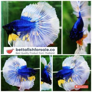 Betta fish OHM Big Blue Mustard Gas