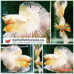 Betta fish OHM Super Gold Butterfly Sky Hawk