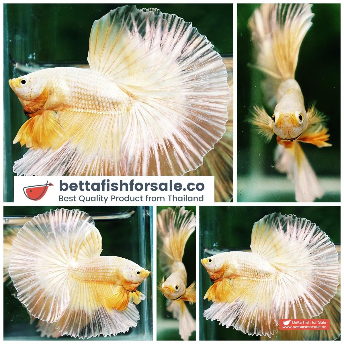 Betta fish OHM Super Gold Butterfly Sky Hawk