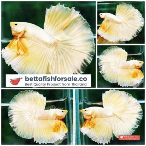 Betta fish OHM Super Gold Dragon Hawk