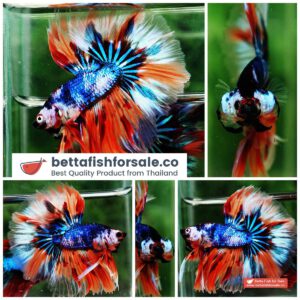 Betta fish OHM Blue Monster On Fire Sky Hawk