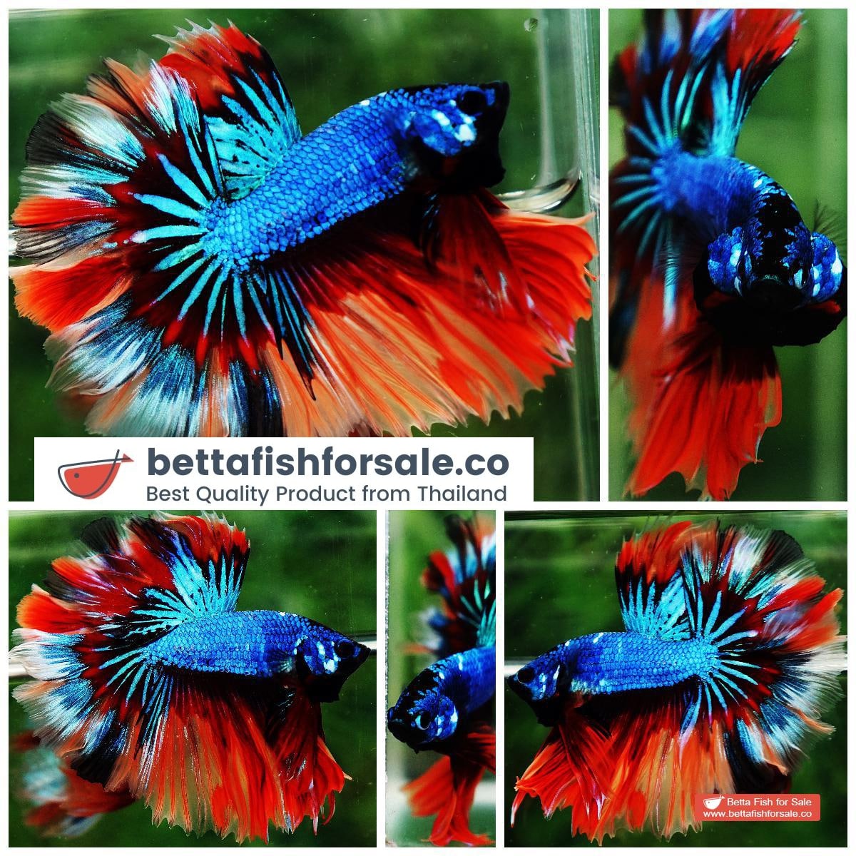 Betta fish OHM Blue Fire Blaze Burn Rosetail