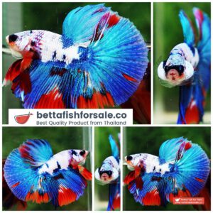 Betta fish HM Magical Orange Blue Marble Black glasses
