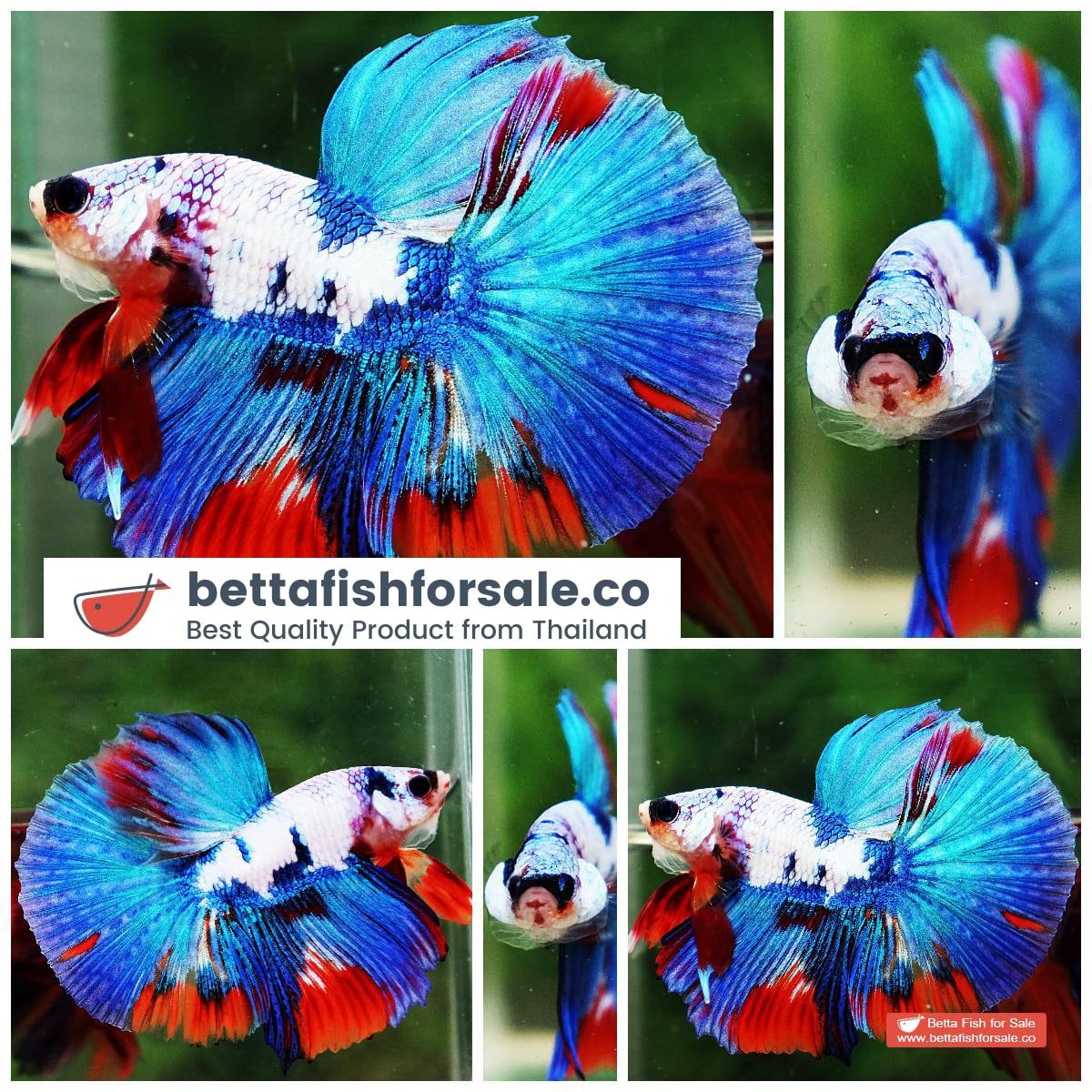 Betta fish HM Magical Orange Blue Marble Black glasses