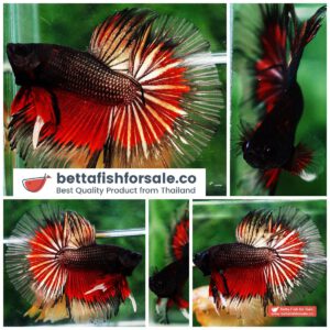 Betta fish OHM Hell Boy Copper Butterfly