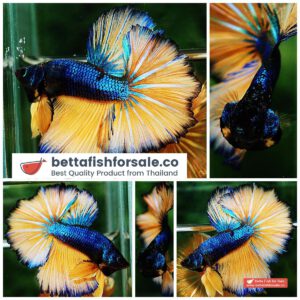 Betta fish OHM Original Blue Mustard Gas Rosetail