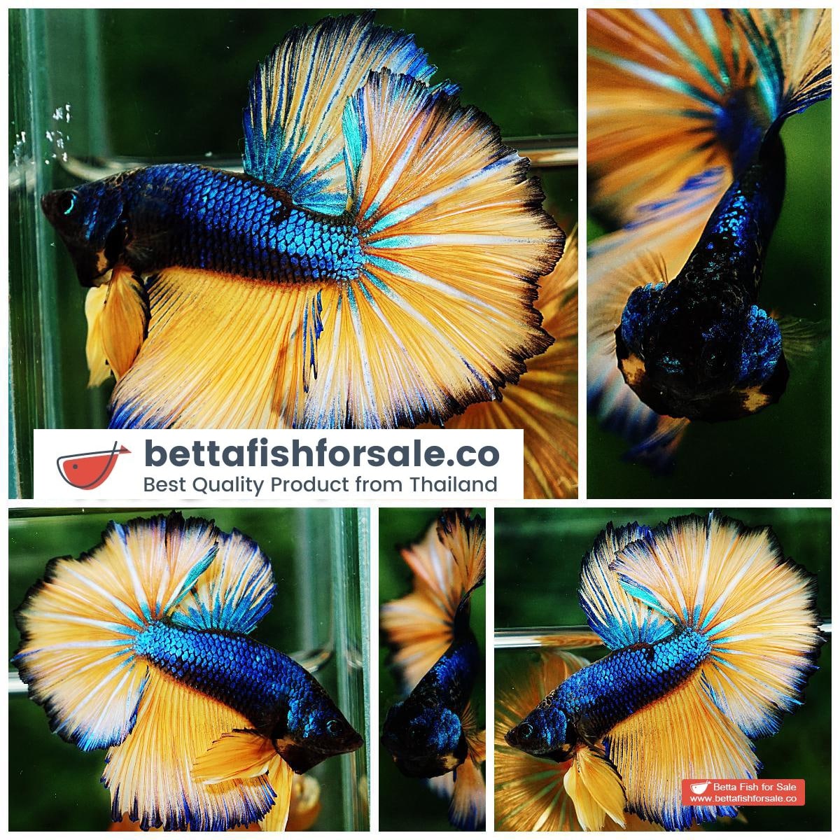 Betta fish OHM Original Blue Mustard Gas Rosetail