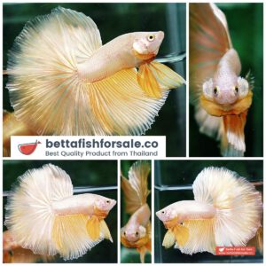 Betta fish OHM Perfect Super Gold (Comp Grade)