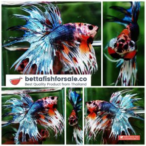 Betta fish CT Emerald Candy Nemo
