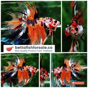 Betta fish Crowntail The Nemo Tiger