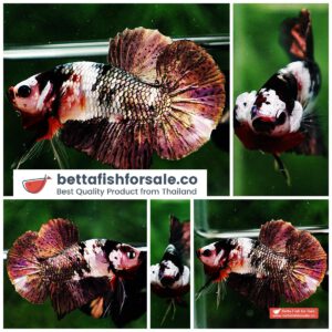 Betta fish HMPK Copper Marble