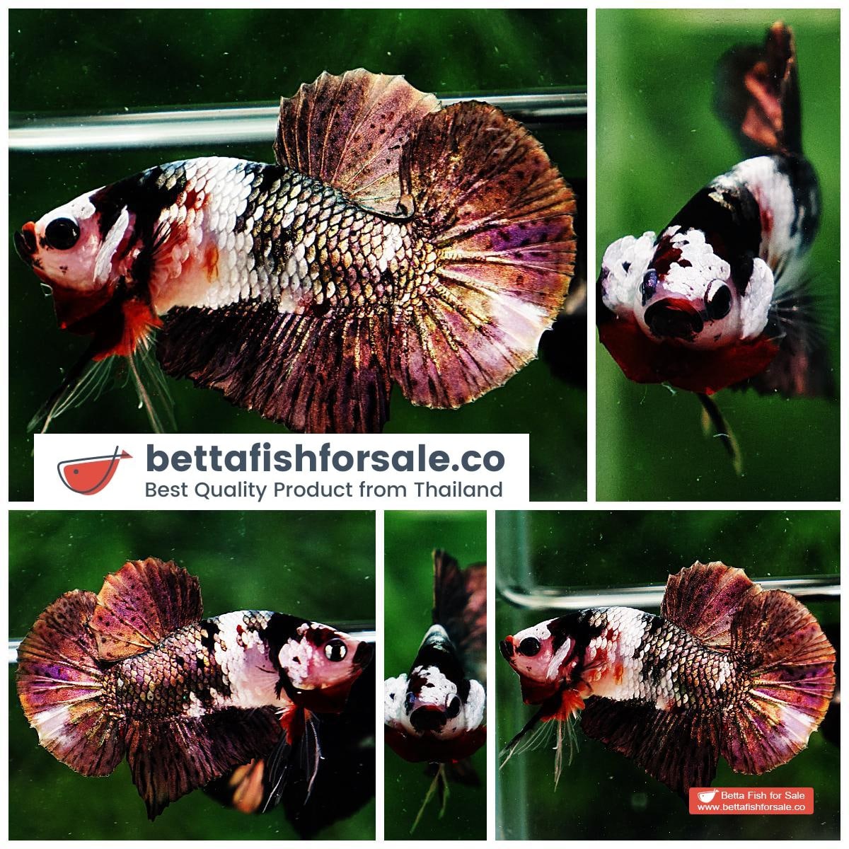 Betta fish HMPK Copper Marble