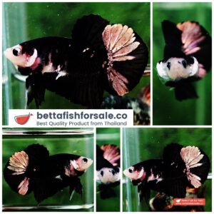 Betta fish HMPK Shadow Black Star White Marks