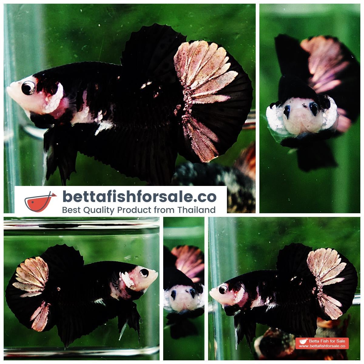 Betta fish HMPK Shadow Black Star White Marks