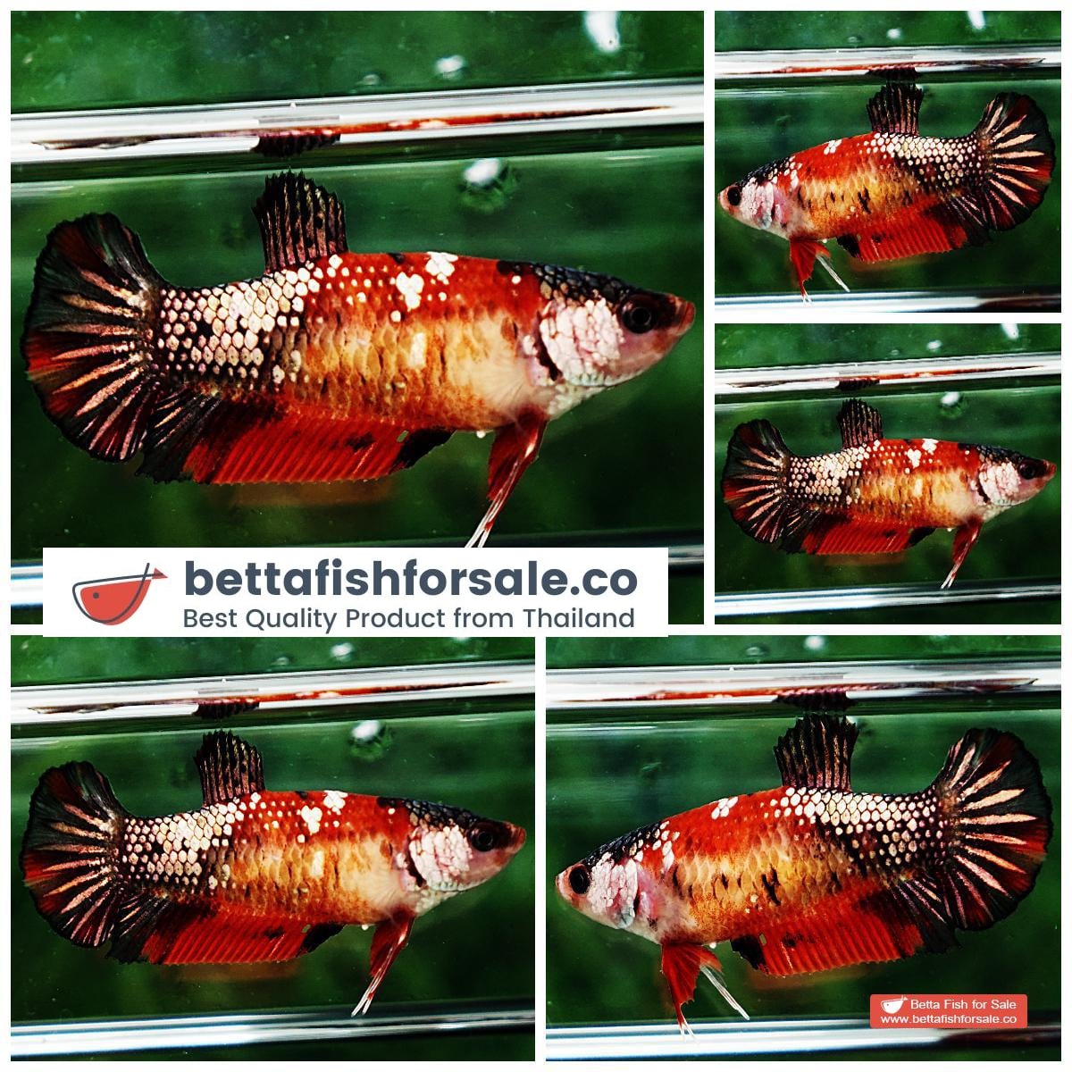 Betta fish Female HMPK Red Tiger Copper Koi