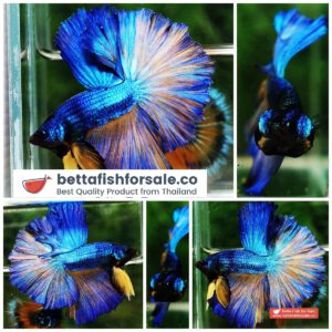 Betta fish OHM Blue Mustard Gas Sky Hawk