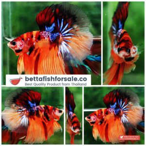 Betta fish HM Emerald Candy Nemo Galaxy