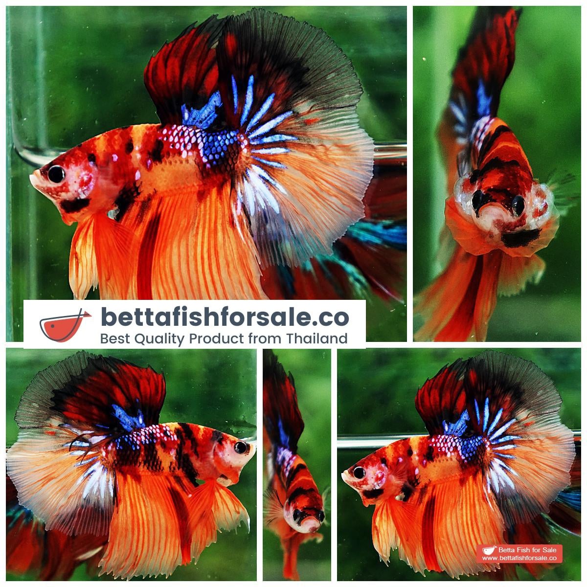 Betta fish HM Emerald Candy Nemo Galaxy