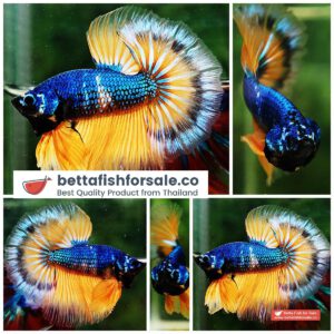 Betta fish OHM Tricolor Blue Mustard Gas