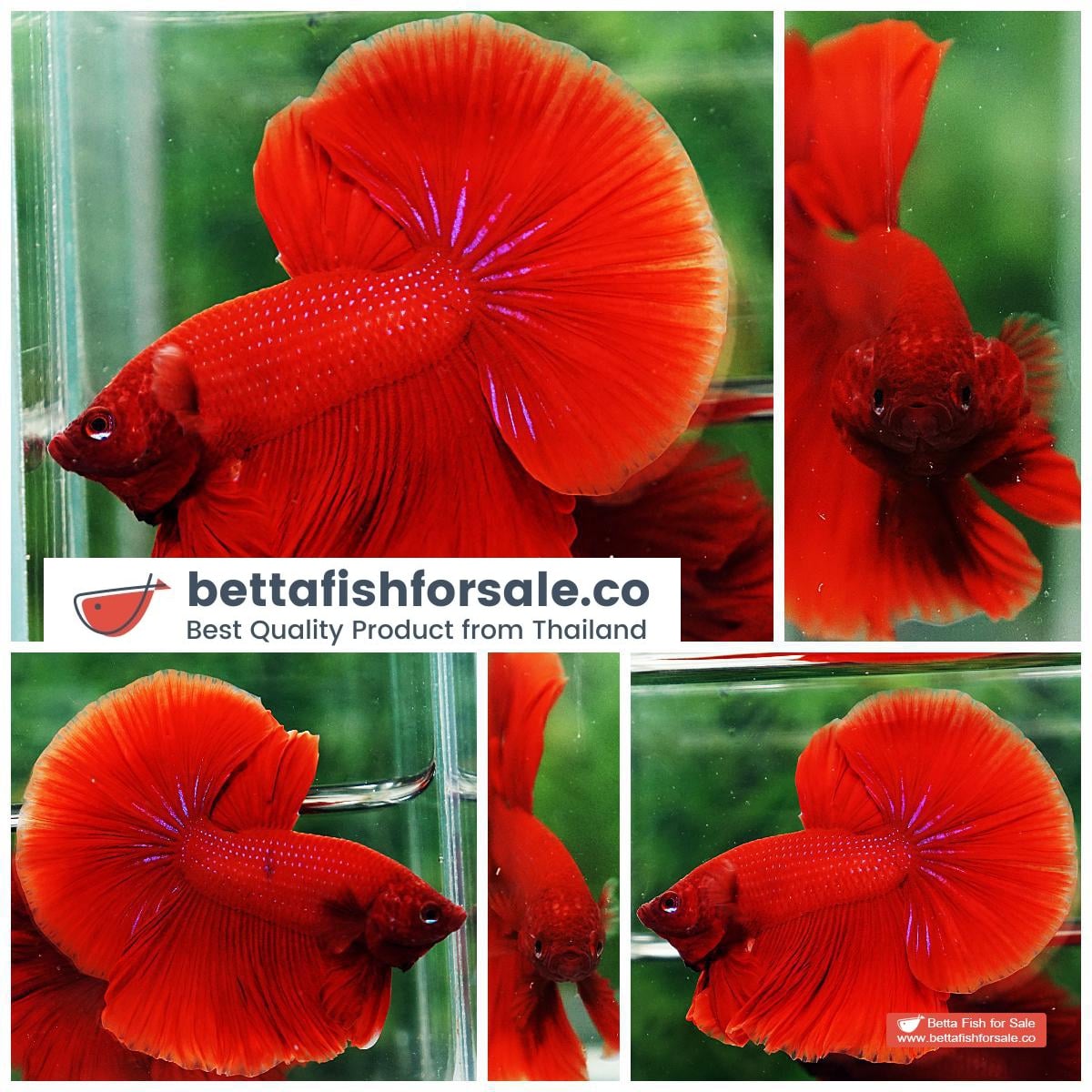 Betta fish OHM Super Red