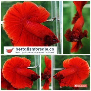 Betta fish OHM Super Red Rosetail Sky Hawk