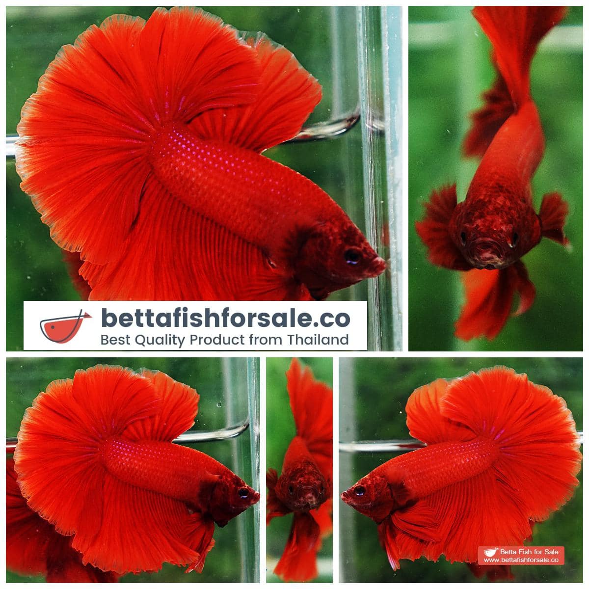 Betta fish OHM Super Red Rosetail Sky Hawk