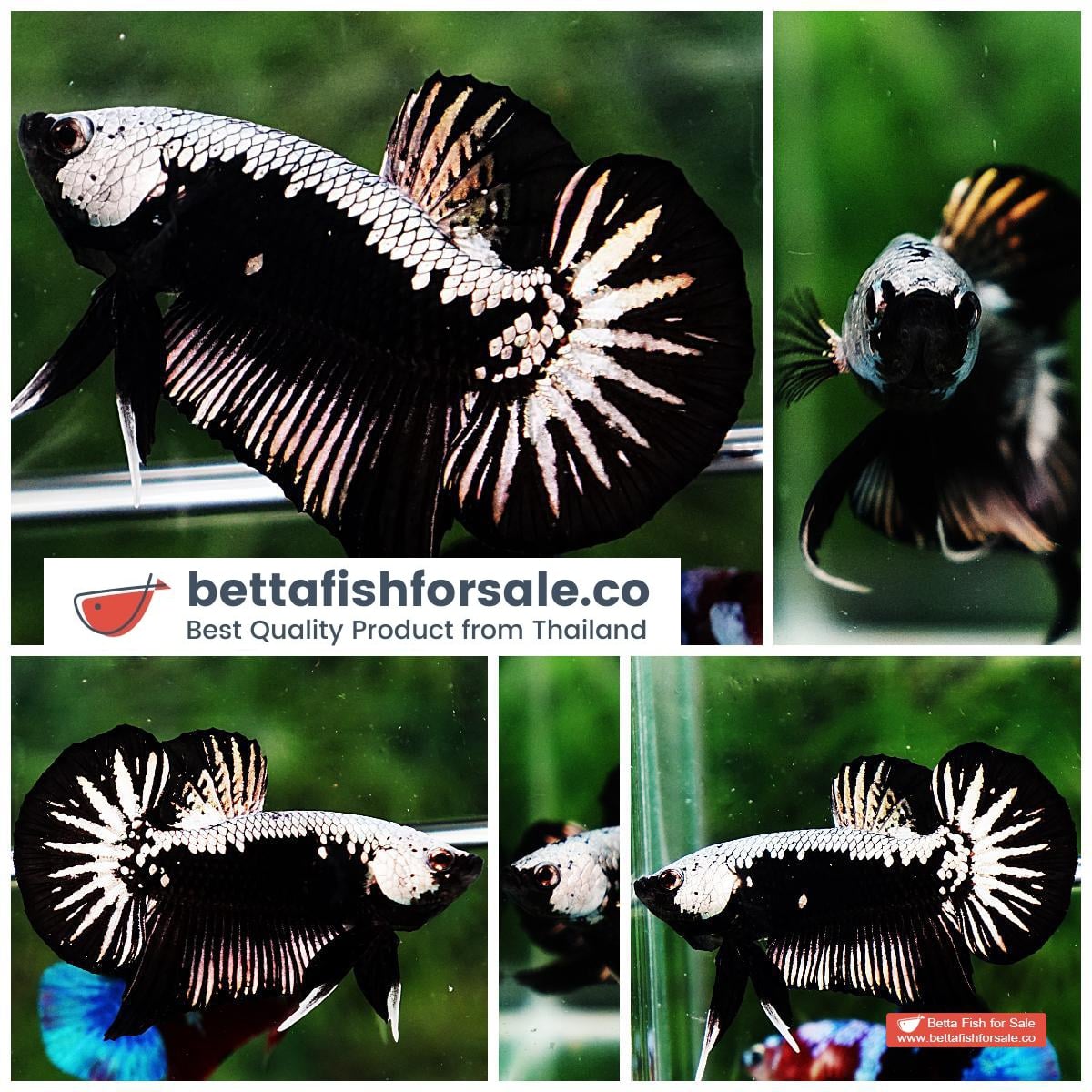 Betta fish OHMPK Super Black Samurai