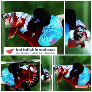 Betta fish OHMPK Prince Estonia Flag