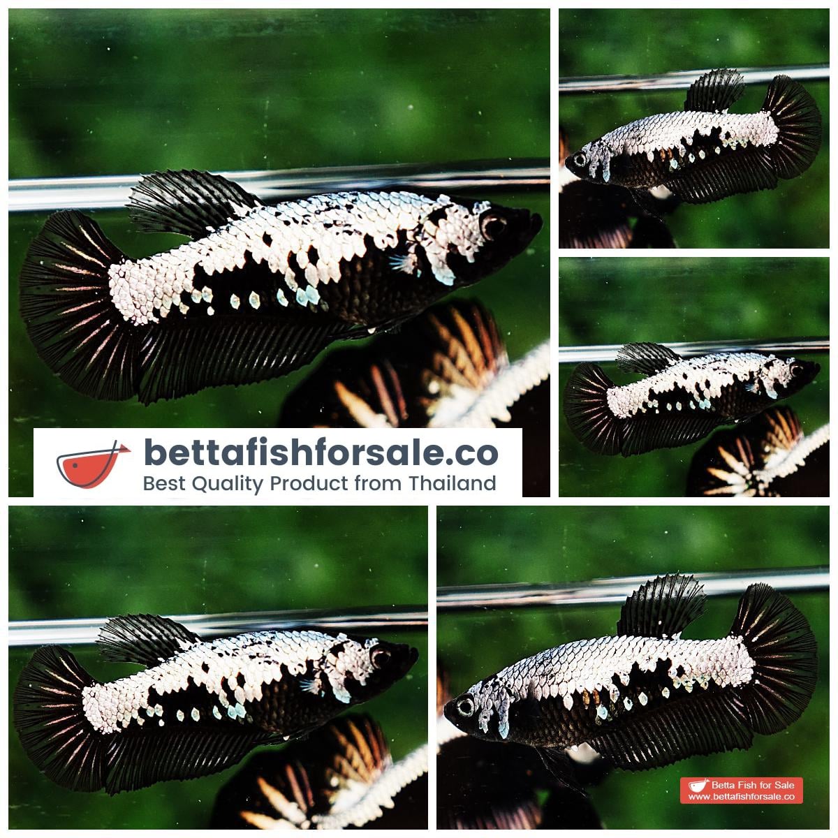 Betta fish Female HMPK Strong Black Samurai