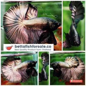 Betta fish OHM Copper Gold